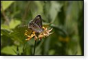 Aricia agestis Bruin blauwtje vlinder vlinders nederland insect insecten lepidoptera rups dagvlinder nachtvlinder mot motten pop larve